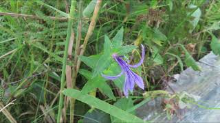 霧多布湿原　琵琶瀬木道を歩く