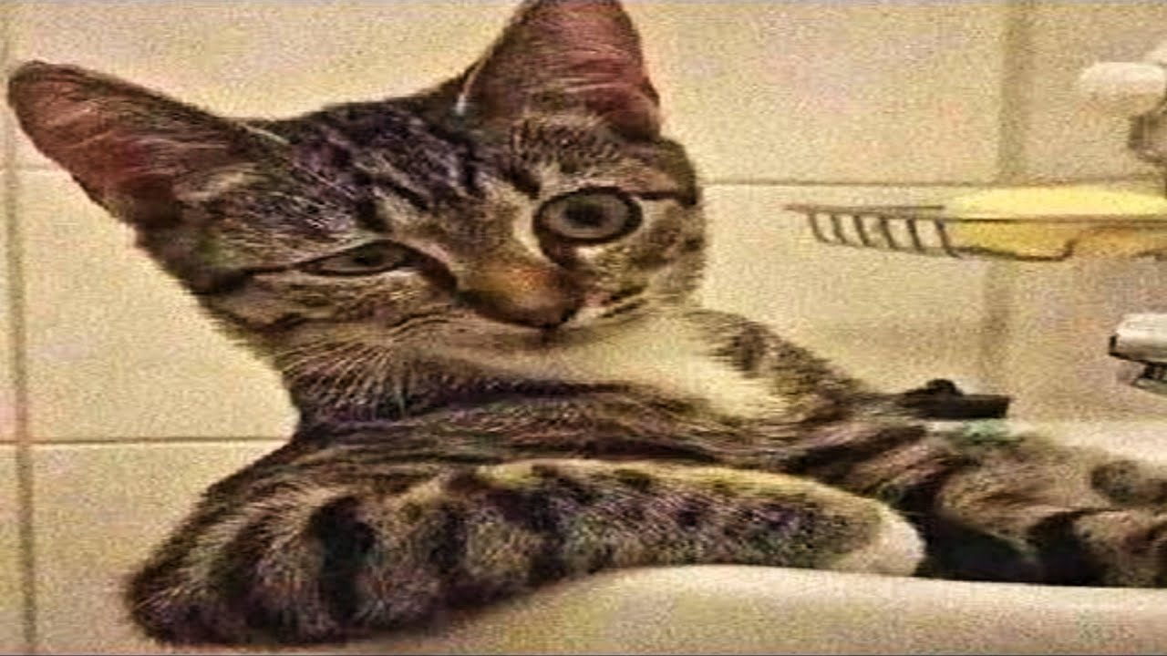 cat core | compilation