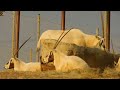 Arabian Oryx Herd At The San Diego Zoo Safari Park January