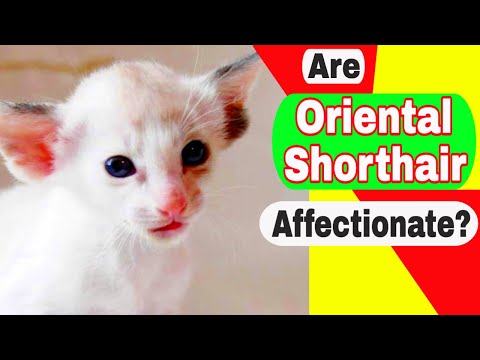Are Oriental Shorthair cats expensive? Are Oriental cats affectionate?