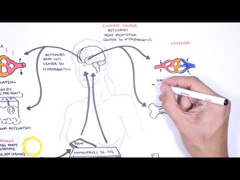 Homeostasis - negative and positive feedback (thermoregulation and lactation)