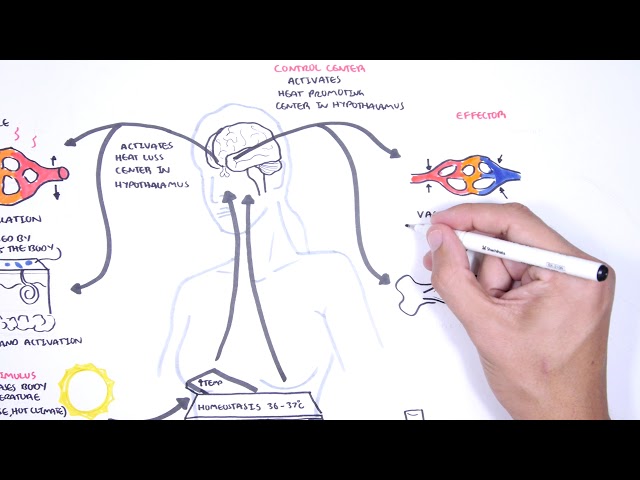 Homeostasis - negative and positive feedback (thermoregulation and lactation)