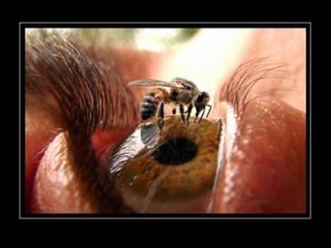 doctor pez — abejita