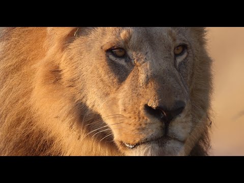 Canon EOS R3 korpusas video
