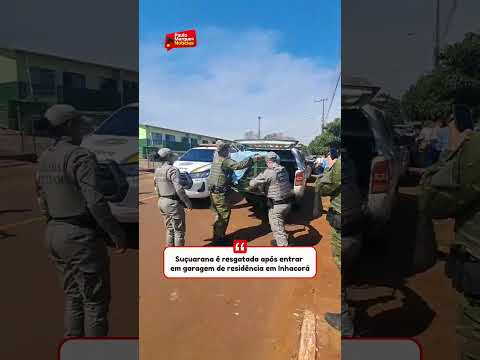 Suçuarana é resgatada após entrar em garagem de residência em Inhacorá