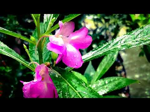 ki sundor Dekho Flowers🌸🌺🌻🌹🌷🌼💐 Bristi veja 