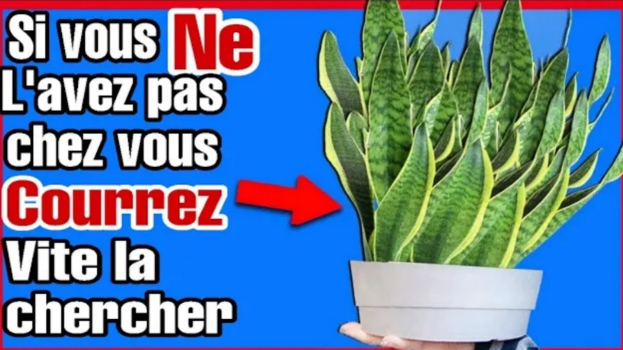 👉 cette plante magique🌿Une Seule Feuille de cette Plante et vous regretterez de ne l'avoir
