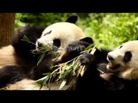 Pimp My Panda | Spot Subito 2016