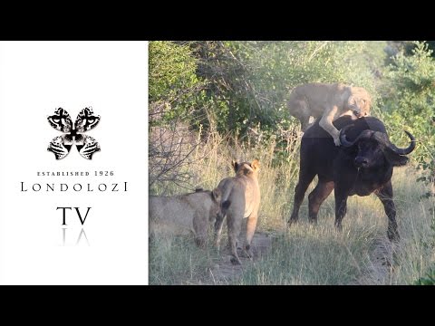 Buffalo Defends Itself Againts Pride of Hungry Lions - Londolozi TV