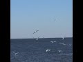 Seagull Frenzy