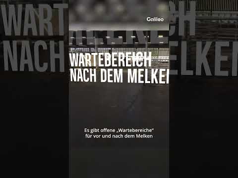 🥛Milch ohne Tierleid 👉Der schottische Milchbauer David Finlay betreut nur glückliche Kühe