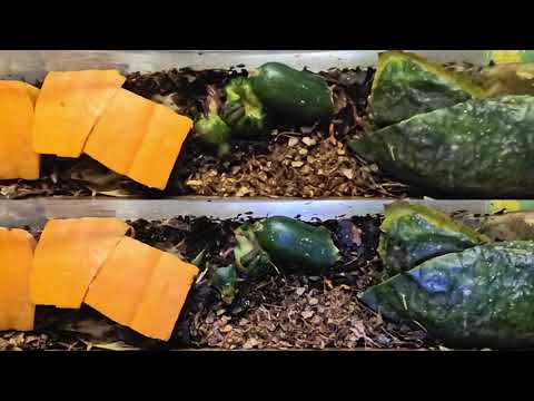 Time-lapse: Worm bin overhead view on days 53 & 54 - vermicompost