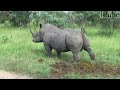 Rhino Pooping But REVERSE