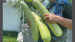 Today Mashallah I pick farish vegetables from my garden long Saquash we make eggplant 🍆 and patato