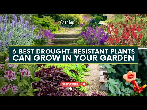 , title : '6 Best Drought Resistant Plants Can Grow In Your Garden 🌸🌺'