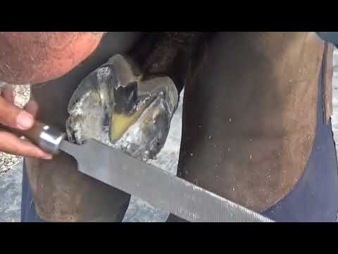 Slide 8 - Bellota Mini Sharp Rasp 8"  (video)