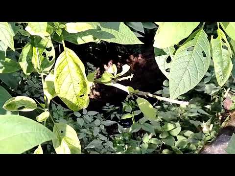 Manantial en caserío Chicaman, municipio de San Lucas Sacatepequez, Guatemala.