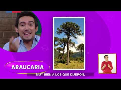 AprendoTV 2021 - 1° y 2° básico - Capítulo 01: ¡Gretel está perdida!