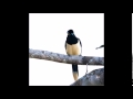 About Wayne - In The Reign Of Flies 