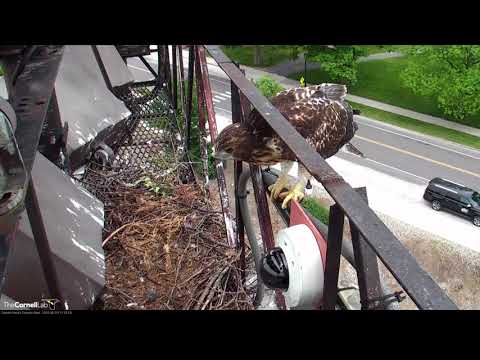JUNE 10, 2018 11:25 a.m.   H1 ALSO HAS AN ACCIDENTAL FLEDGE!
