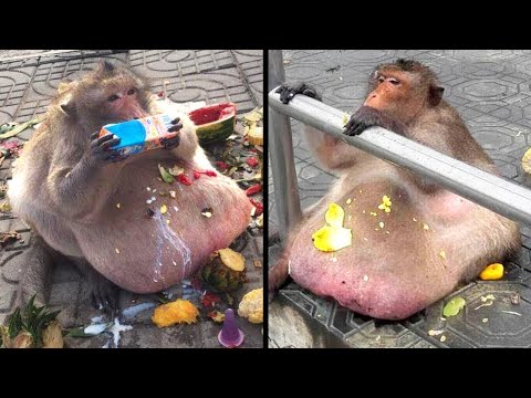 Meet The Fattest Animals In The World
