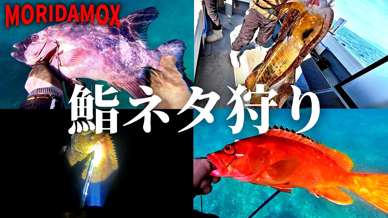 鮨ネタを魚突きと釣りで集めてお客さんの前で握らせていただきました。