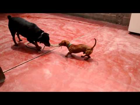 Teckel vs Rottweiler