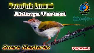 Download lagu Masteran Prenjak Lumut Komplit || Variasi Suara Prenjak || Cocok Untuk Materi Burung Lomba mp3 Download lagu Masteran Prenjak Lumut Komplit || Variasi Suara Prenjak || Cocok Untuk Materi Burung Lomba mp3