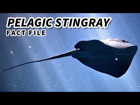 Pelagic Stingray Facts: the OPEN OCEAN Ray 🌊 Animal Fact Files