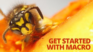 Beginner's guide to Macro Photography - Everything you need to know to get started!