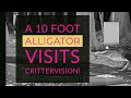 A 10 Foot Alligator Visits CritterVision!  Again!!