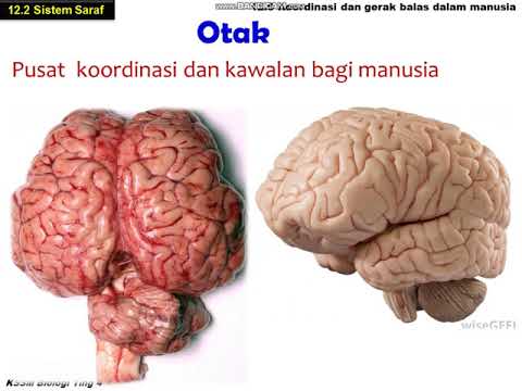BIOLOGI TINGKATAN 4 : SARAF PUSAT