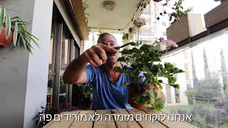 איך לגדל גרניום במרפסת?