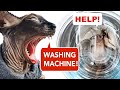 CAT IN WASHING MACHINE HELP HIM