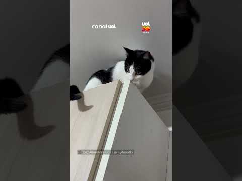 Gatinha sobe em armário e faz drama para sair de lá