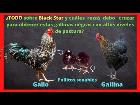 , title : 'Gallina black star, característica,  ventaja, puesta de huevos y de que cruces se obtienen la línea.'