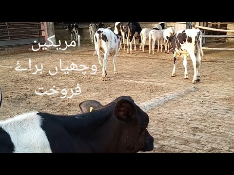 Young stock available for Sale ||American Heifers ||