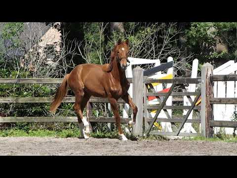 1 years old stallion of Vitalis x Florencio x De Niro