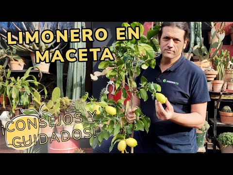 LIMONERO en MACETA - Consejos y cuidados para cultivar este cítrico // Jardinatis
