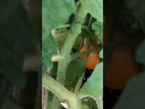 果樹の根元にある野菜は何ですか？豊かな収穫のための適切な組み合わせ  庭園