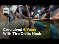 Giant Crocodile Freed From Tire After 6 Years