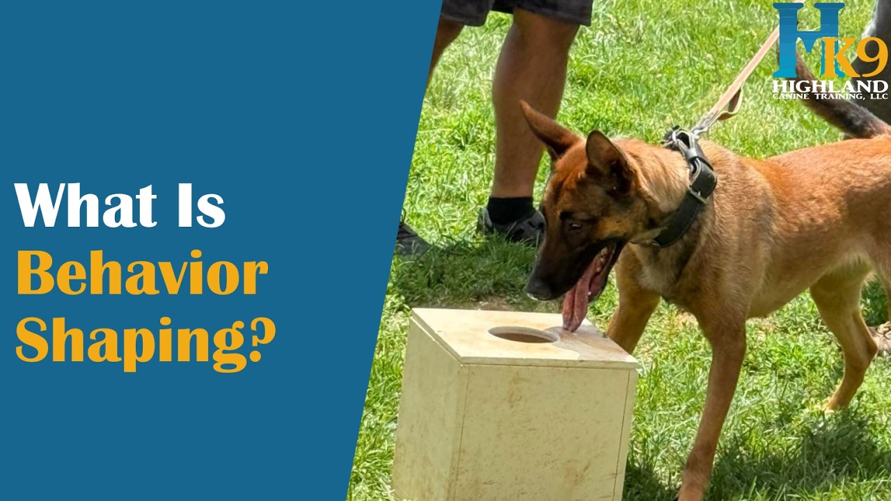 Detection K9s & Behavior Shaping