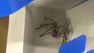 Strangest Things Found Inside Planes