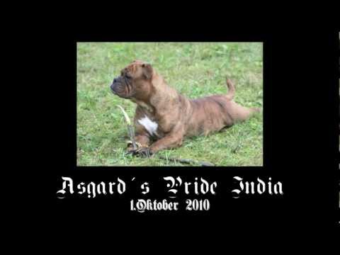 download lagu mp3 mp4 Asgard India, download lagu Asgard India gratis, unduh video klip Asgard India