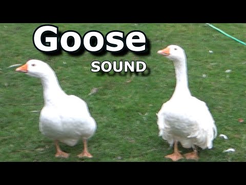 Goose Sounds ~ The Sound a Goose Makes ~ Learn Animal & Bird Sounds