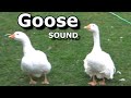 Goose Sounds The Sound A Goose Makes Learn Animal Bird Sounds