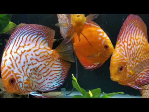 Discus with Guppies