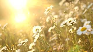 David Osborne - Best of David Osborne [Full Album Visualizer]