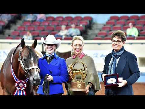 2017 AQHA Amateur Performance Halter Mares