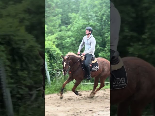 Hongre selle fran&ccedil;ais de 6 ans 